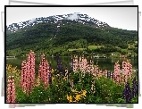 Norwegia, Miasteczko Olden, Łubin, Góry