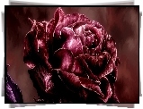 Obraz, Róża