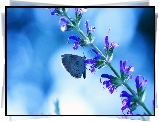 Motyl, Łodyżka, Kwiatki