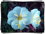 Oenothera albicaulis