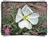 Oenothera