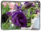 Ogród, Fioletowa, Eustoma, Rozmycie