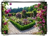 Piękny, Ogród, Różany