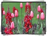 Ogród, Tulipany