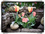 Tulipany, Ogród, Kamienie