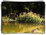 Ogród Botaniczny, Oczko, Wodne, Kwiaty