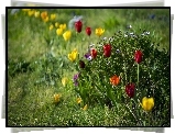 Ogródek, Tulipany