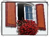 Okno, Kwiaty, Pelargonie, Drewniane, Okiennice