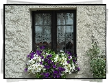 Okno, Kwiaty, Petunie, Parapet, Fasada, Dom