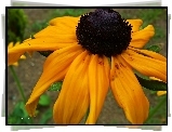 Żółta, Rudbekia