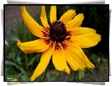 Żółta, Rudbekia
