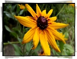 Żółta, Rudbekia