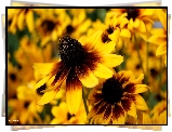 Żółta, Rudbekia