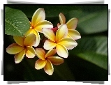 Kwiaty, Żółta, Plumeria