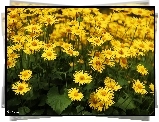 Żółte, Kwiaty, Omieg