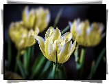 Żółte, Tulipany