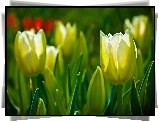 Żółte, Tulipany