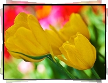 Żółte, Tulipany