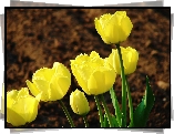 Żółte, Tulipany