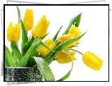 Żółte, Tulipany