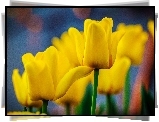 Żółte, Tulipany