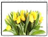 Żółte, Tulipany