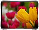 Żółte, Tulipany
