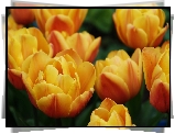 Żółte, Tulipany