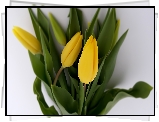 Żółte, Tulipany