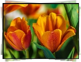 Żółte, Tulipany