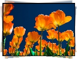 Żółte, Tulipany