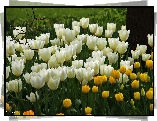 Białe, Żółte, Tulipany

