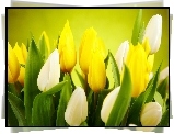 Białe, Żółte, Tulipany
