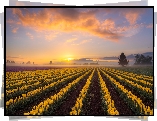 Tulipany, Żółte, Plantacja, Wschód słońca, Mgła, Drzewa, Chmury
