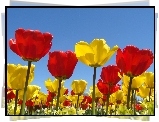 Czerwone, Żółte, Tulipany