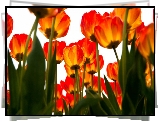 Czerwono, Żółte, Tulipany