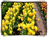 Kolorowe, Żółte, Tulipany