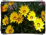Kwiaty, Żółte, Gazanie