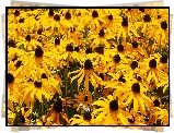 Kwiaty, Żółte, Rudbekia