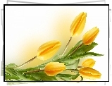 Kwiaty, Żółte, Tulipany
