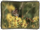 Motyl, Żółte, Kwiaty