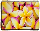 Plumeria, Żółte, Płatki