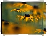 Rudbekia, Żółte, Kwiaty
