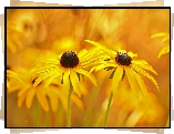 Rudbekia, Żółte, Kwiaty