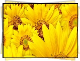 Słoneczniki, Żółte, Kwiaty
