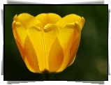 Żółty, Tulipan