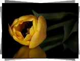 Żółty, Tulipan