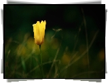Żółty, Tulipan