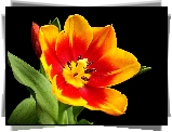 Czerwono, Żółty, Tulipan