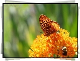 Motyl, Żółty, Kwiat